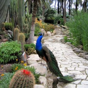 Peacock in Elche, Spain