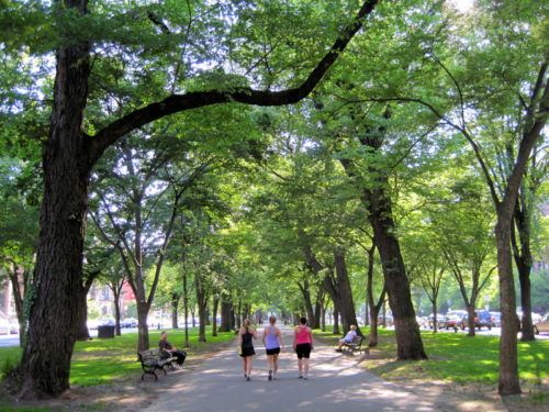 Comm Ave in Boston