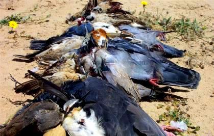 Birds from hunting
