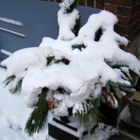 Smushed by snow.