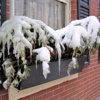 Snow hat plants.