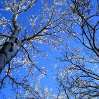 Look up to beauty!