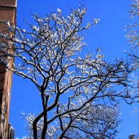 Ice tree!