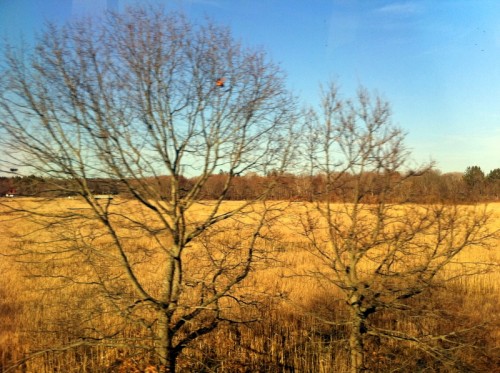 This tree ain't in Boston or NYC, but it wants your love!