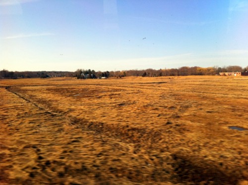 A golden... field of rye?? Where's the Catcher?