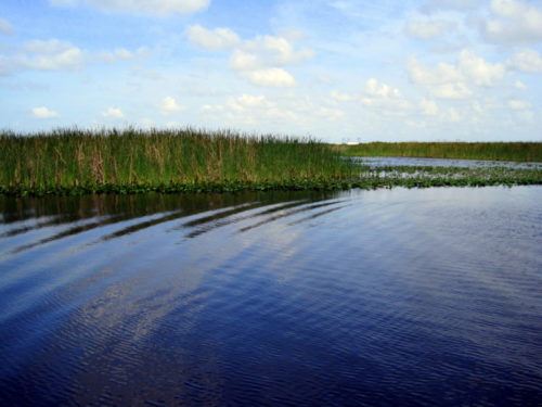The sunlight around 4pm kissed the Everglades.