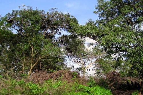 We passed an island with trees LADEN with vultures. See them?