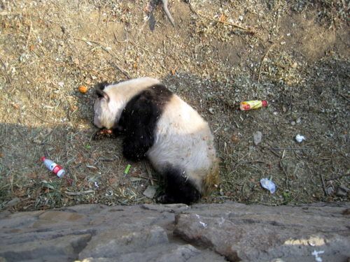 The extremely sad panda view at the Beijing Zoo.