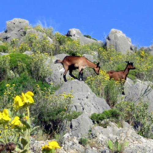 Goats abounded as we approached the orchard!