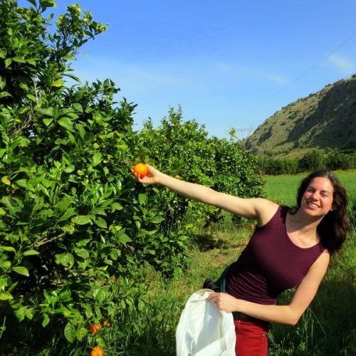 Straining hard to pick the fruit! Very difficult.