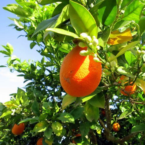 The scent of orange blossoms wafted through the breeze.