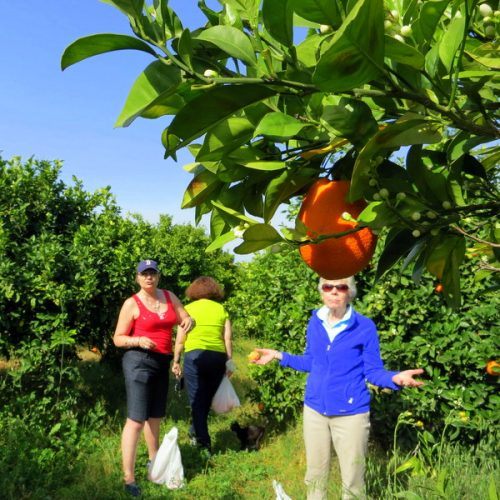 It looks like her ideas have turned into oranges!
