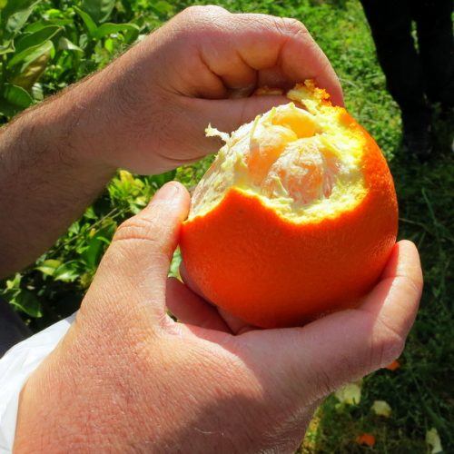 It's time to rip open the succulent, sun-fresh oranges!