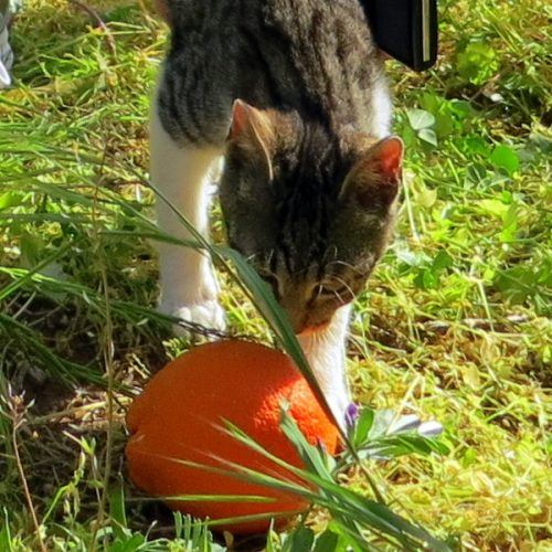 The kitten found a new friend.