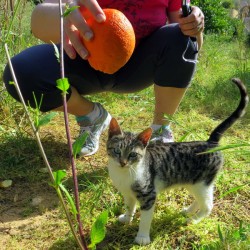 Heavenly Orange Picking With Kittens in Nafplio, Greece