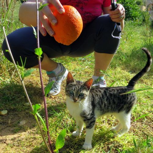 Cat, meet orange. Orange, meet cat. You look great.