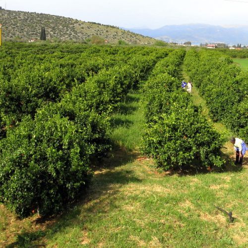 Look at the tiny people picking oranges! What must Zeus think?