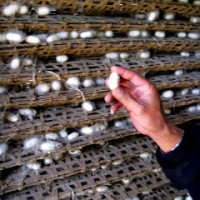 The Wormy Side of Silk Creation!