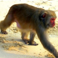 Halong Bay’s "Monkeys Attack Beach"!