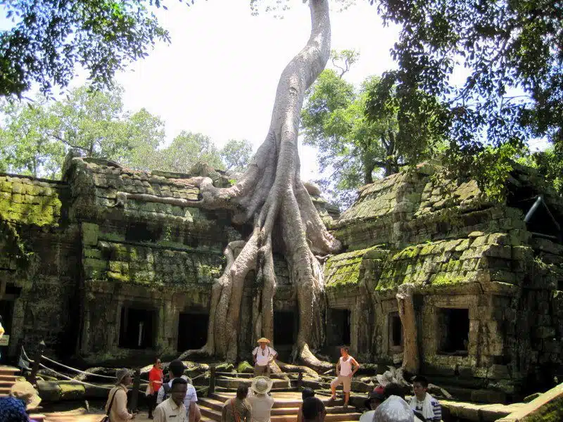 A Cambodian tree growing out of a temple.