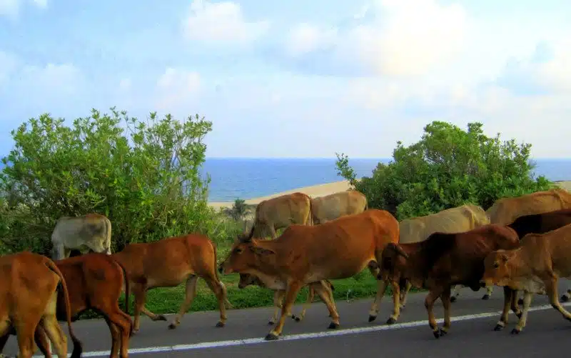 Cows lead the cars in Mui Ne.