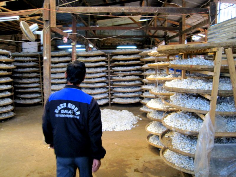 Heaped silk cocoons in Dalat, Vietnam.