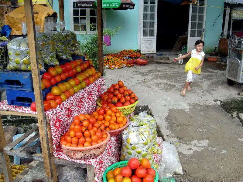 Piles of persimmons in Vietnam.