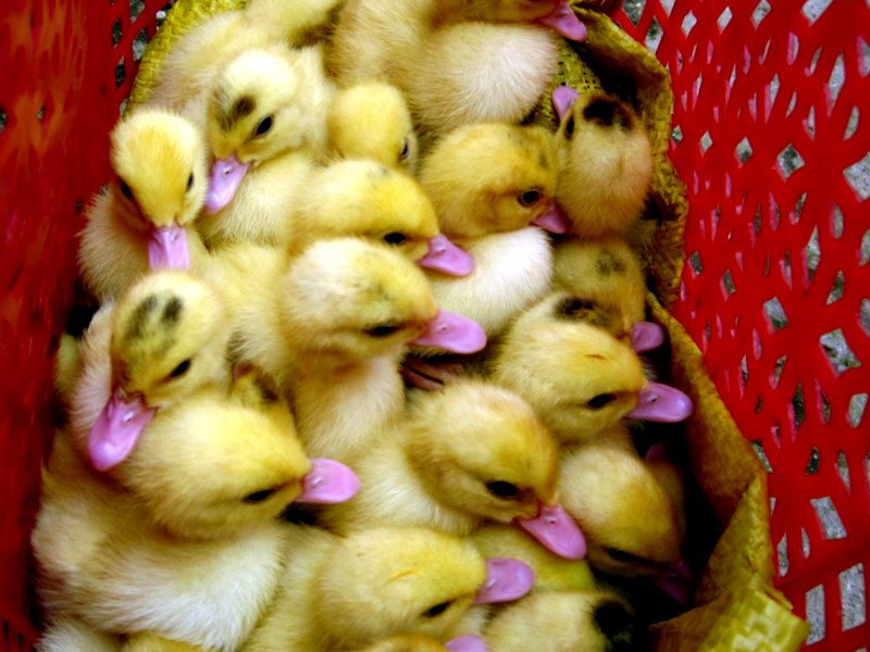 Look how cute those ducklings are, all snuggled up!