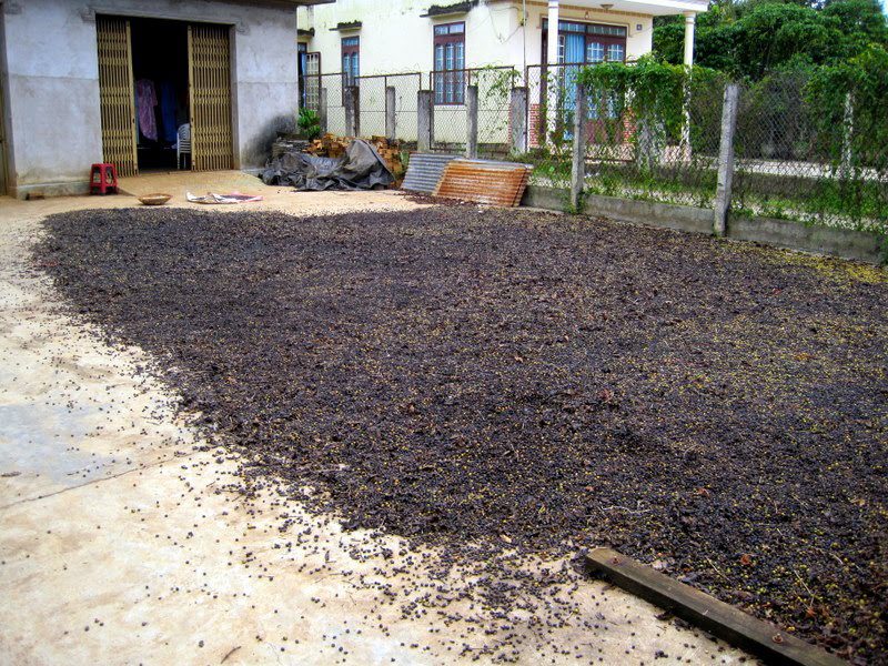 Coffee drying in the sun in Vietnam.