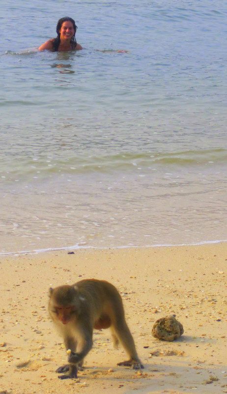 The monkeys lie in wait for me as I swim.