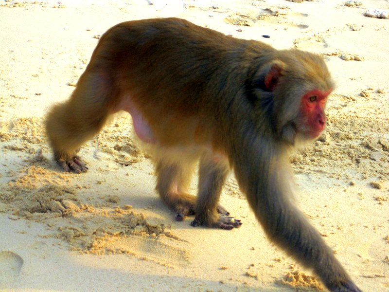 Monkey Attack Beach in Vietnam!