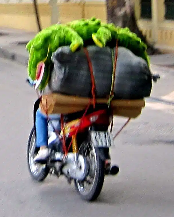 Carrying a stuffed alligator on a motorbike.