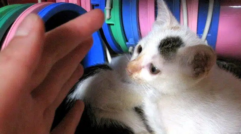 A comforting kitten in Laos.