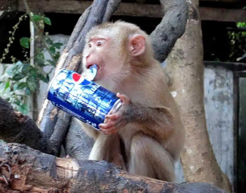 A monkey eating a soda can.