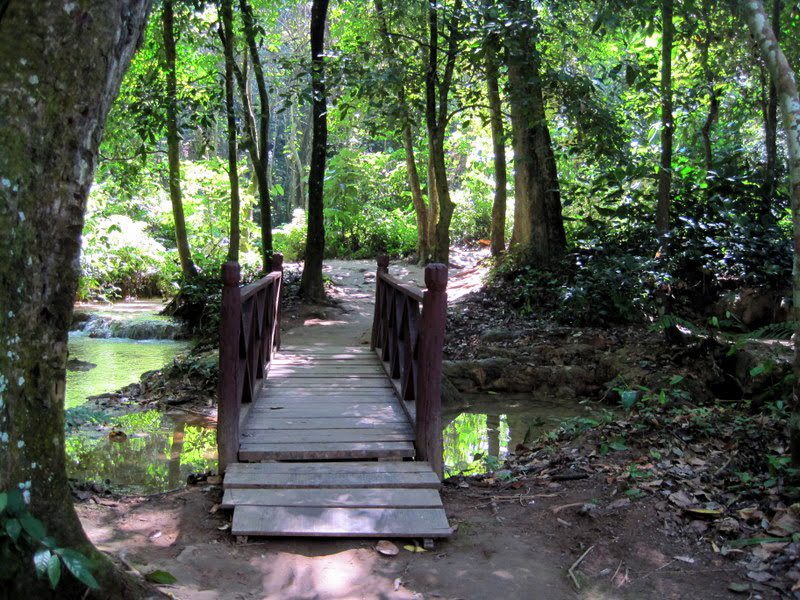 A boardwalk in the Lao jungle.