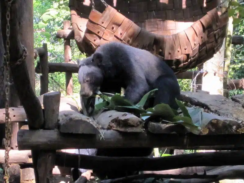 Bear sanctuary in Laos.