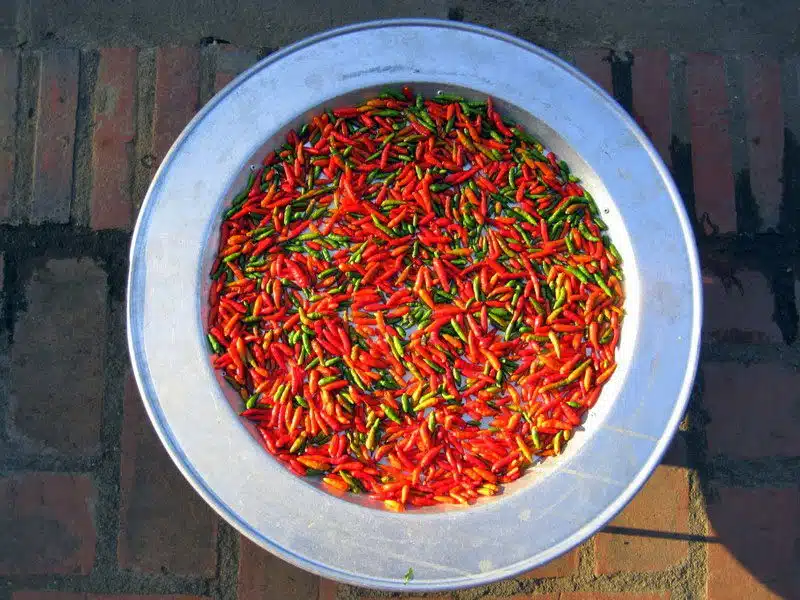 Red chiles in Laos.