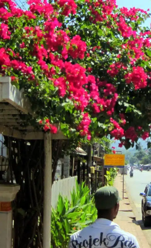 Bright pink flowers in Laos.
