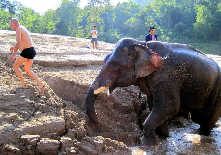 An elephant chasing a tourist!