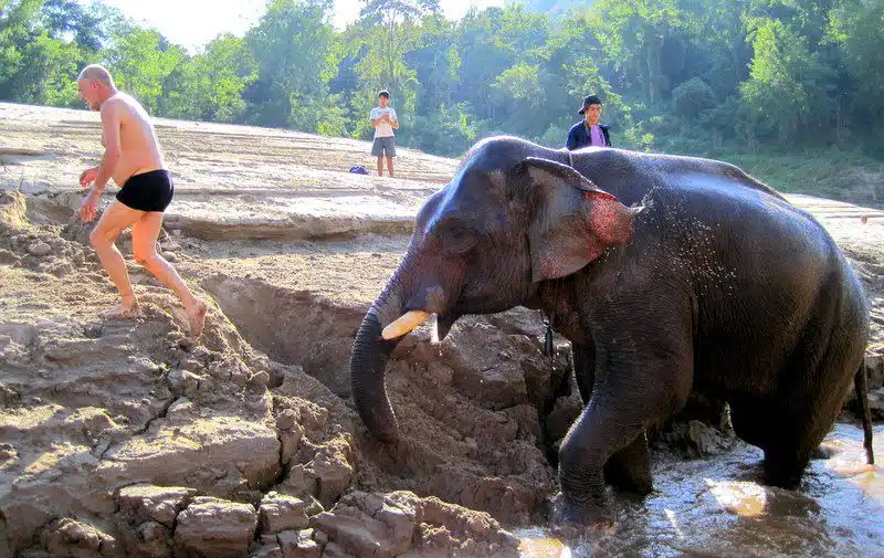 An elephant chasing a tourist!