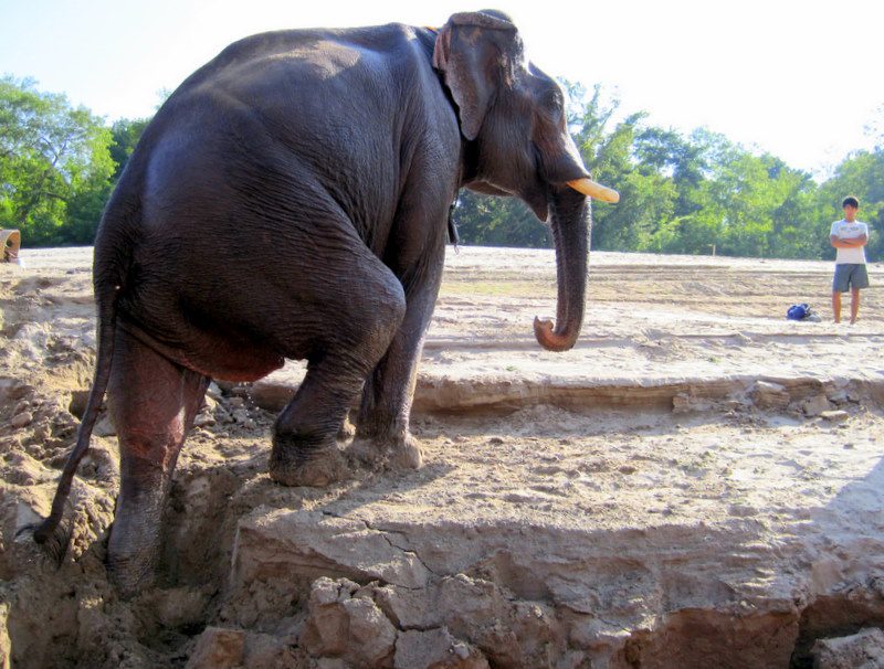 That elephant is determined to climb the sand bank.