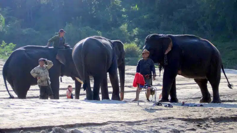 Elephant love.