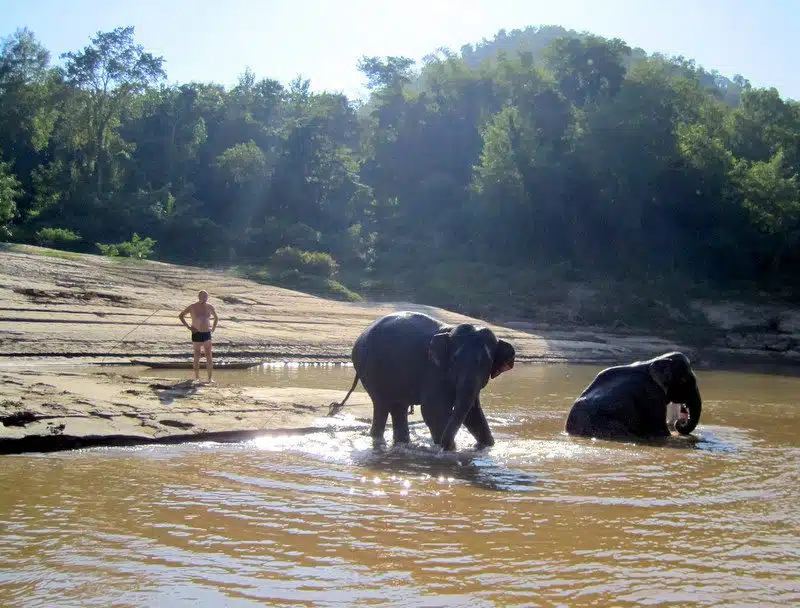 An elephant with a passion for life.