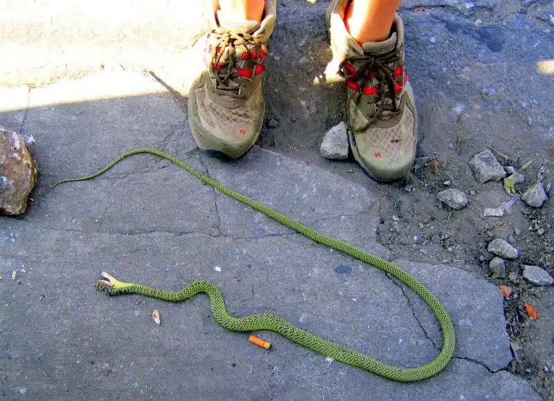 A snake on the ground in Chiang Mai.