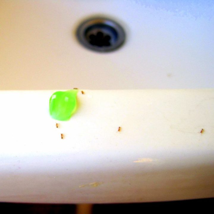 Ants eating toothpaste