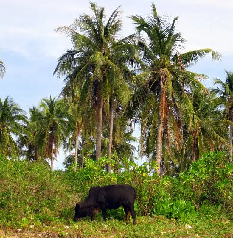 Thai cow and palm trees.