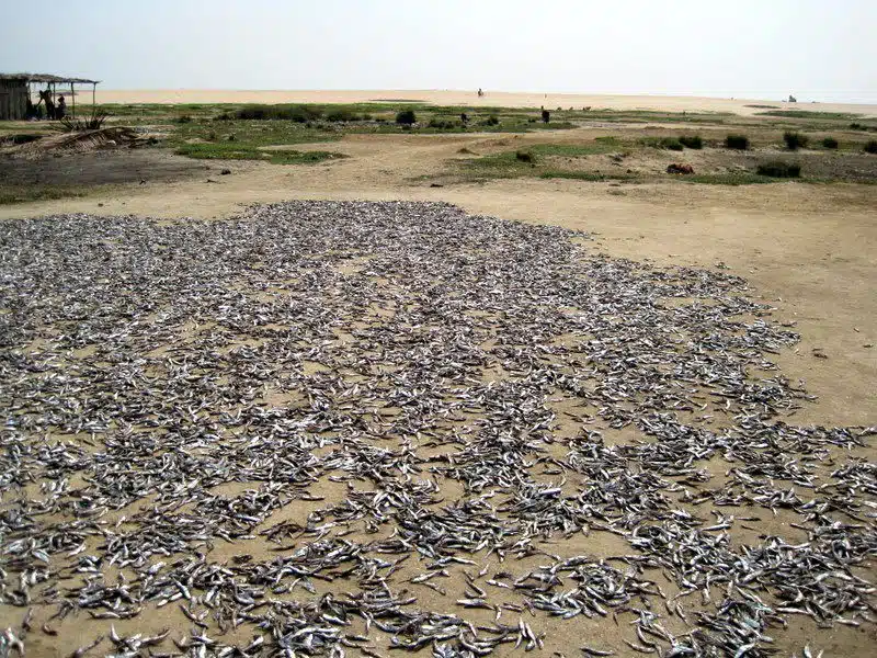 Fish washed up on a beach in Ghana.