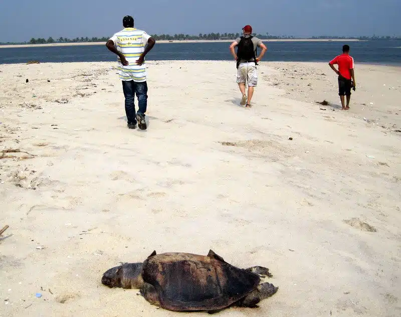 An expired turtle on the beach in Ghana.