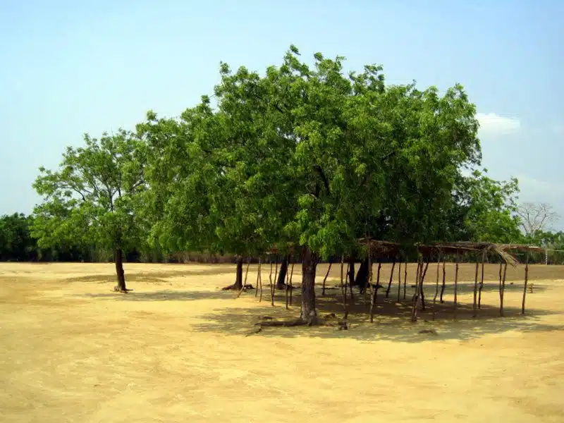 The trees being used as a schoolhouse in Dalive, Ghana.