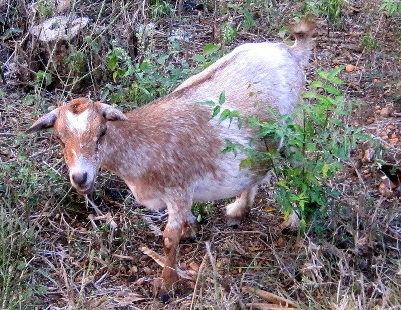 A goat in rural Ghana.